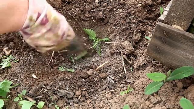 ХОТИТЕ БОЛЬШОЙ УРОЖАЙ ОГУРЦОВ? ЧТО я КЛАДУ в ЛУНКУ при посадке. смотреть онлайн