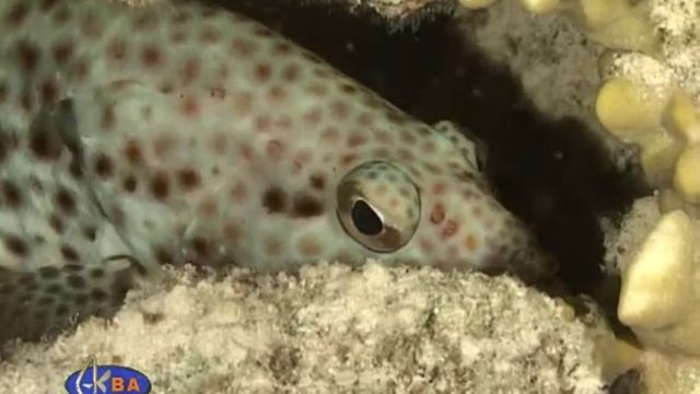 Групер таувина. Greasy grouper (Epinephelus tauvina) смотреть онлайн