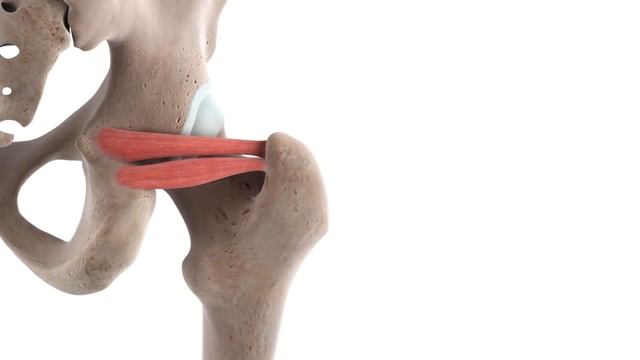 Functions of the gemelli muscles (preview) - 3D Human Anatomy | Kenhub смотреть онлайн