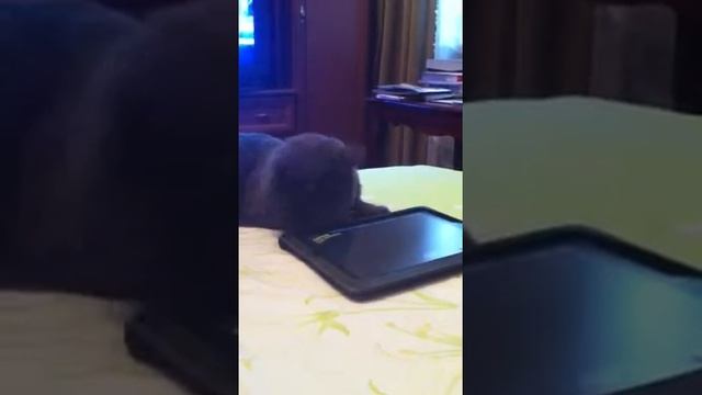 Виртуальные мыши!!! смотреть онлайн