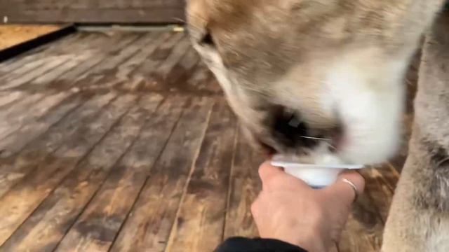 Пума Лондон и шпиц Бро - дружба навсегда. Сервал Вегас стал собакой. Элвис и тайны туманного берега смотреть онлайн