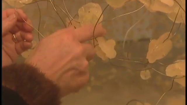 Meet Yuriko Yamaguchi