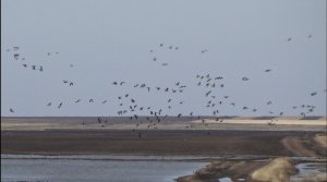 Перелетные птицы гуси, утки, лебеди. Красивые кадры.