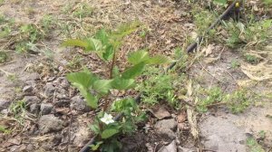 Ежевика Фридом. Когда сажать ежевику.