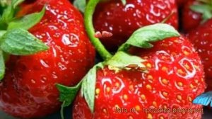 Земляника садовая Зефир (fragaria ananassa zefir) ? Зефир обзор: как сажать, рассада земляники Зефи