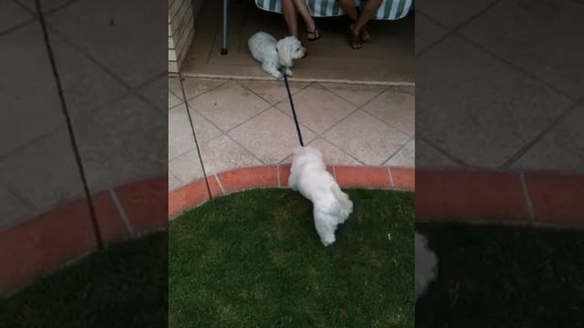 Funny dogs : Active V's lazy dog смотреть онлайн