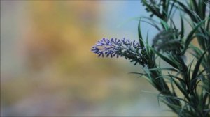 Объективы ГЕЛИОС. 44-2 против 44М.