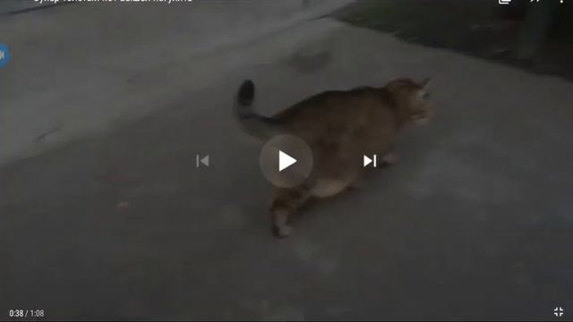 Реакция на видео очень толстый кот Вышел погулять смотреть онлайн