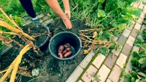 Эксперимент , выращивание картофеля в ведре, Западная Сибирь.