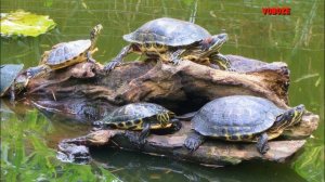 Красноухая черепаха. Уход, содержание, чем кормить и совместимость