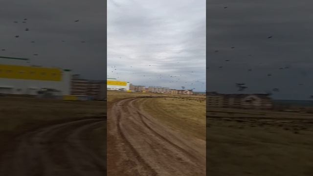 вороньём место застройки затмило.а весной прилетят их строители... смотреть онлайн