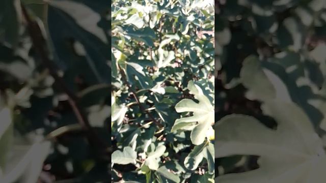 Инжир.Осень радует спелым инжиром смотреть онлайн