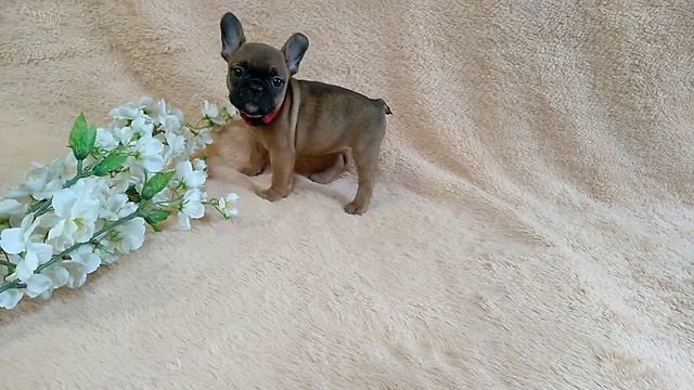 Velina девочка красная красный ошейник смотреть онлайн