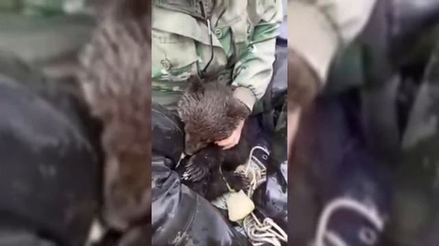Русские дяди спасли медвежат из воды. Вот она сила русского духа! смотреть онлайн