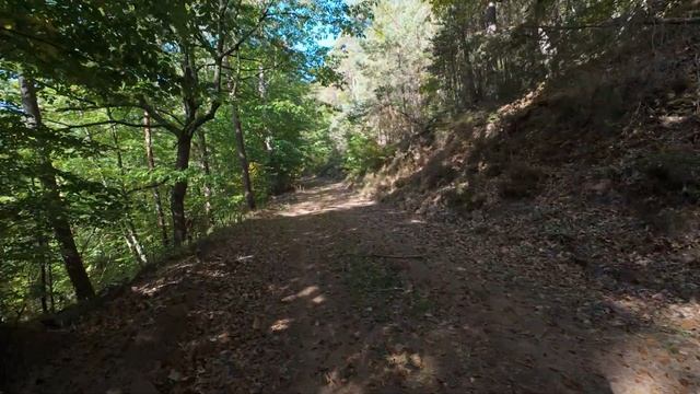 Virtual Walk Forest Hike | 4K UHD Stereo Audio | no Music | 16 смотреть онлайн