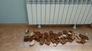 Как правильно кормить кур хлебом?