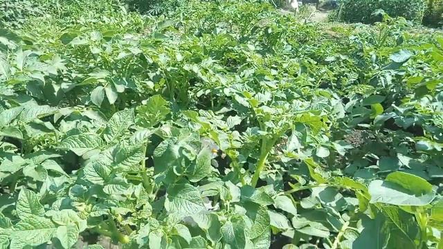 Среднеранний сорт картофеля Брянский деликатес смотреть онлайн