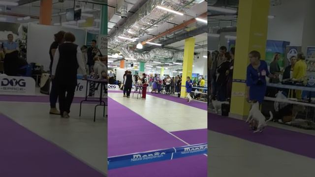 МЕЖДУНАРОДНАЯ ВЫСТАВКА СОБАК ВСЕХ ПОРОД МКС IKU В ЧАЙНА ТАУН 13 сентября 2020 смотреть онлайн