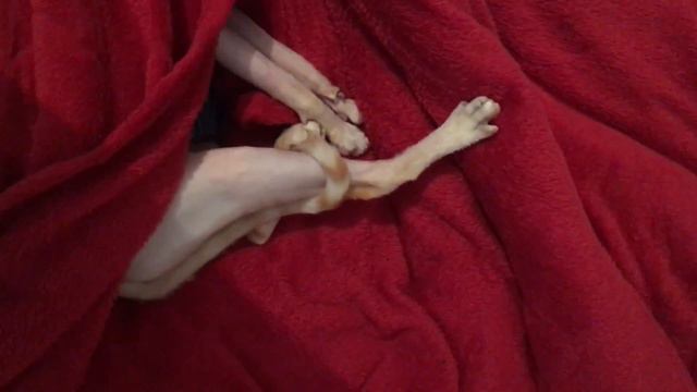 Нашли живого инопланетянина! смотреть онлайн
