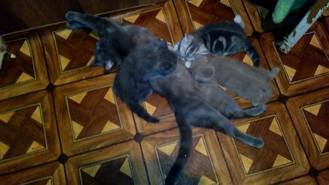 кошка после родов прощается с котятами смотреть онлайн