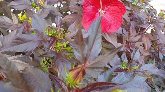 Hibiscus Carousel Geant Red смотреть онлайн