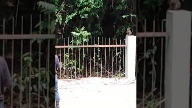 Initao. Mindanao virgin forest смотреть онлайн