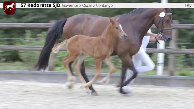 57 Kedorette SJD (Governor x Oscar), filly / merrieveulen смотреть онлайн