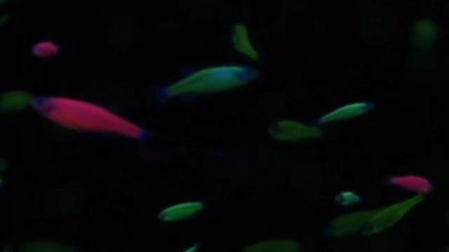 Glofish zebra green danio Зелёное данио светящаяся рыбка глофиш смотреть онлайн
