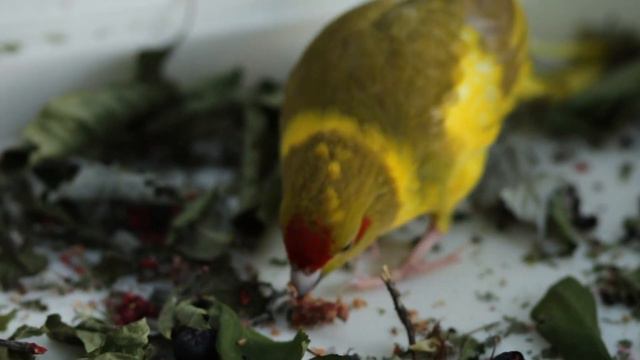 НОВОЗЕЛАНДСКИЙ КАКАРИК 🥰 Кеша и Бусинка .. ПОПУГАЙ МЕЧТА 😁 смотреть онлайн