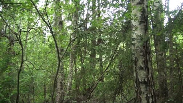 Какие медоносы рядом с пасекой? Проверка лесных колод с пчелами через 15 дней. смотреть онлайн