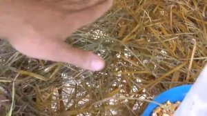 Уход за кроликами после окрола, чем кормить и как заботиться