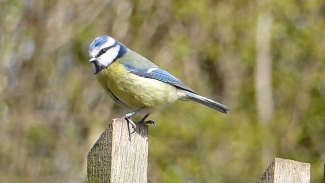 Звуки природы, пение птиц, Звуки Леса, для релаксации, сна, Медитации... смотреть онлайн