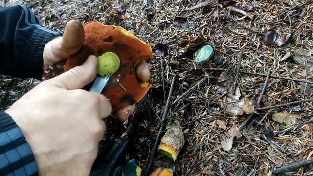 ВОТ ТАК ВЫГЛЯДИТ ГРИБ ПОДДУБНИК / Грибы Черного Леса смотреть онлайн