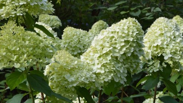 Hydrangea paniculata 'Limelight' смотреть онлайн