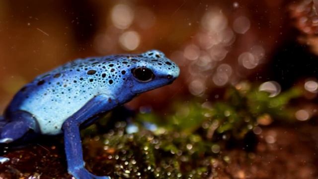 САМЫЕ ЯДОВИТЫЕ ЛЯГУШКИ. ИНТЕРЕСНЫЕ ФАКТЫ О ЯДОВИТЫХ ЖИВОТНЫХ смотреть онлайн