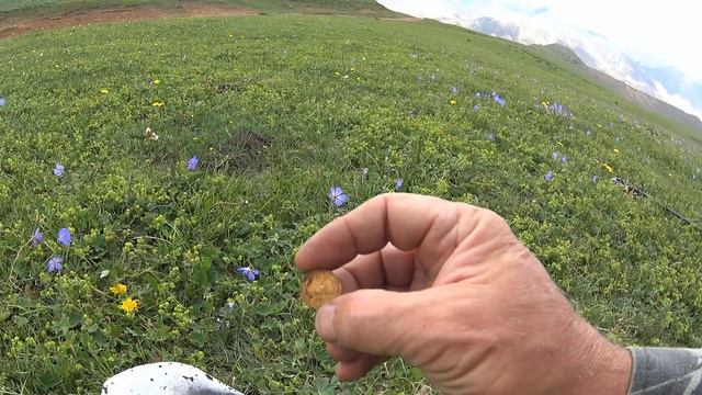 Ущелье Кызыл-Суу: эдельвейсы, грибы, цветы... смотреть онлайн