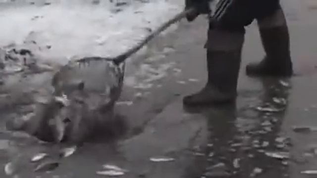 Рыбалка в казахстане, 2017, Зима, ловим рыбу сачком смотреть онлайн