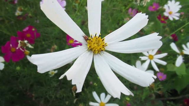 Московская ромашка космея минимум ухода плюс яркая клумба смотреть онлайн