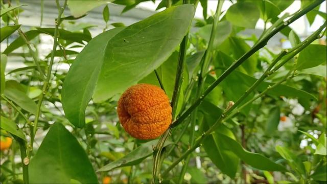 Amoa 8 | Rubino Rosso | Trabut. Harvest 2022 смотреть онлайн