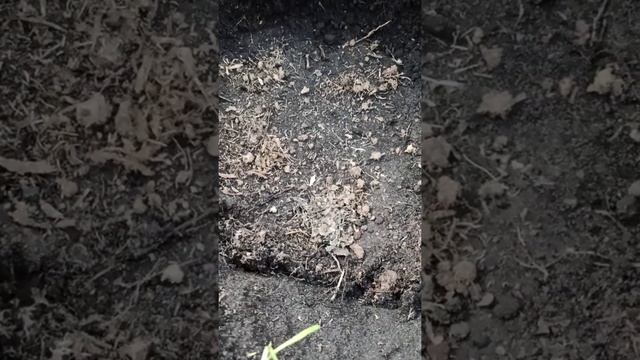 Посадка мицелия грибов 