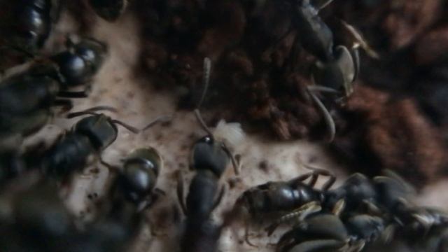 Зимовка муравьев вида Camponotus vagus смотреть онлайн