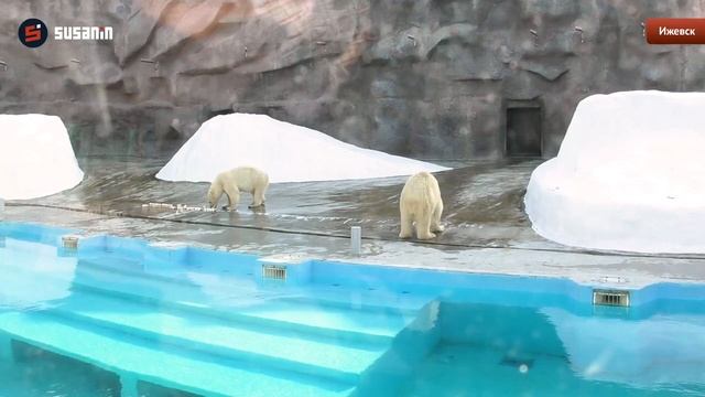 Белых медведей в зоопарке Удмуртии угостили мороженым смотреть онлайн