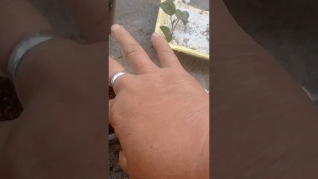 фуксияны кобойтуунун ыкмасы смотреть онлайн