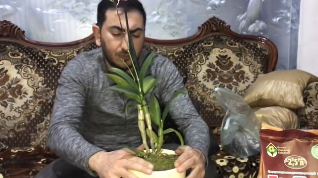 Посадка орхидеи дендрофаленопсис и каттлея в грунт для орхидей ZeoFlora! смотреть онлайн