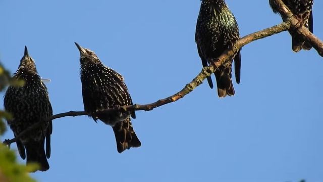 Скворцы готовятся к отлету. Совещание,куда лететь смотреть онлайн