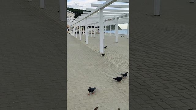 Архипо-Осиповка 8 мая 2024 года 🌿 Прогулка по набережной к морю 🌊 смотреть онлайн