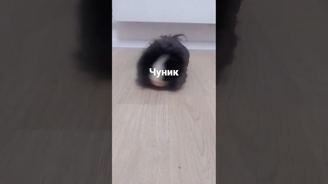 как моих морских свинок зовут смотреть онлайн