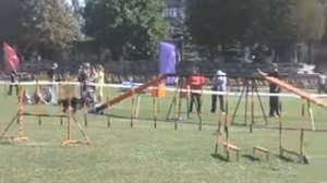 ВЕО Амида, аджилити