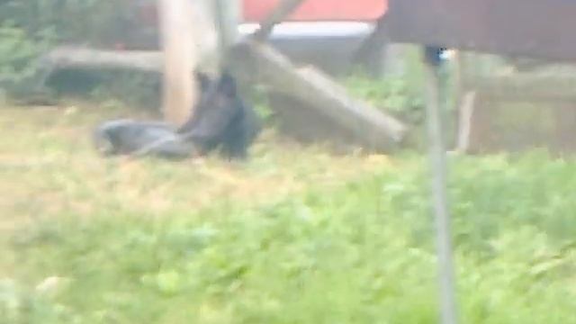 Волчица у дома