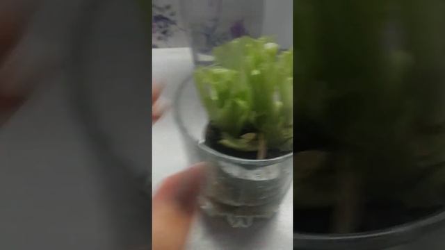 выращиваем салат Афицион дома за неделю смотреть онлайн